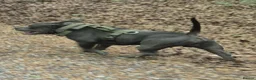 American Bully dogs for sale: Pocket bully - Advert 9