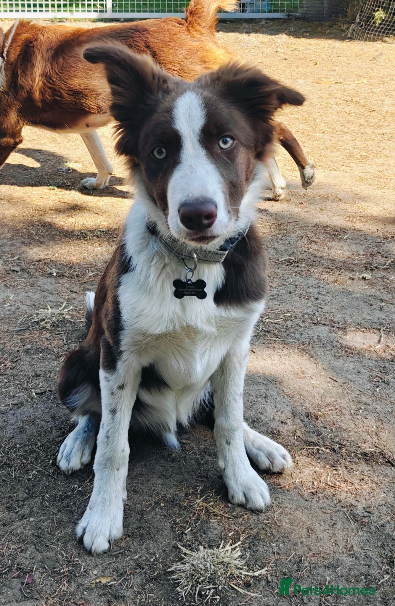Border Collie dogs Stunning 5 month old red and white border collie - Advert 1