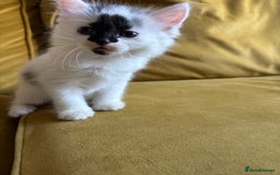 Mixed Breed cats for sale: Last Beautiful Kitten looking for a new home - Image 17