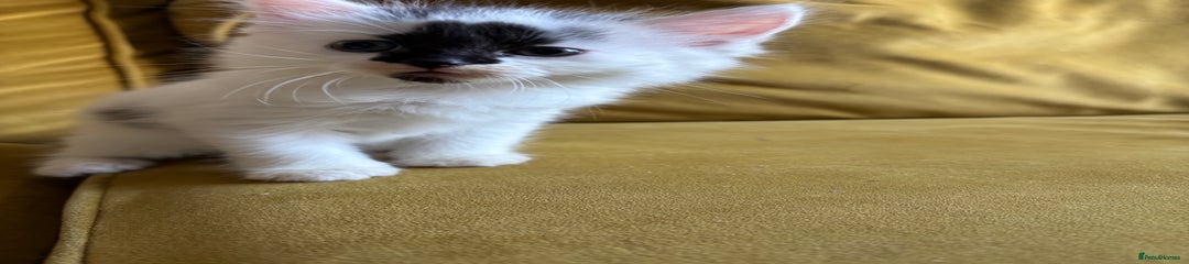 Mixed Breed Kitten 1