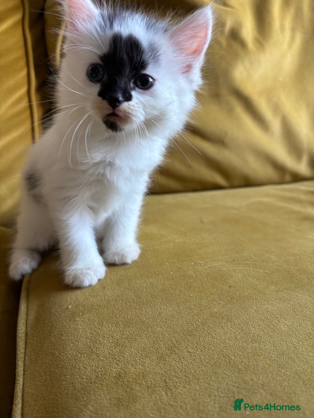 Mixed Breed cats for sale: Last Beautiful Kitten looking for a new home - Image 17