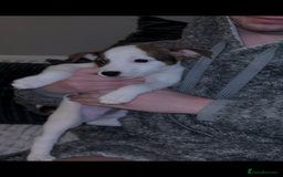 Jack Russell dogs for sale: Jack Russell’s  - Advert 4