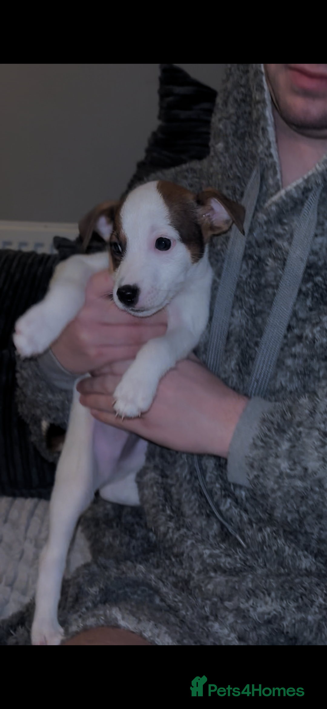 Jack Russell dogs for sale: Jack Russell’s  - Advert 4