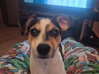 Mixed Breed dogs Jack Russell - Advert 3