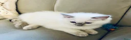Ragdoll cats for sale: Ragdoll kittens  - Advert 6