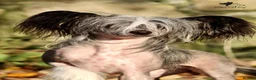 Chinese Crested dogs for sale: ✨ Planned Chinese Crested Litter – Summer 2026 ✨ - Advert 4