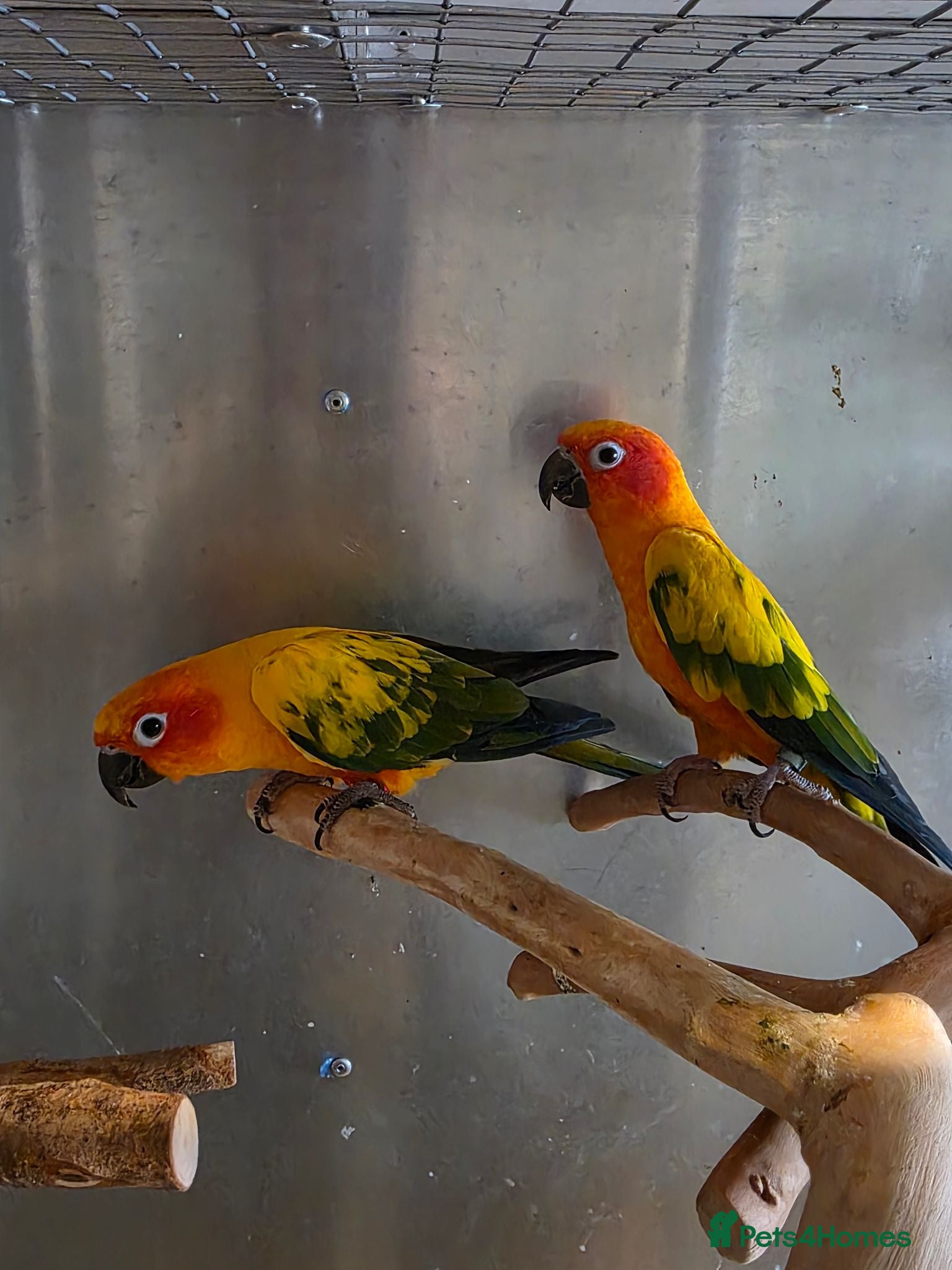 Conures birds breeding pair of sun counre  - Advert 1