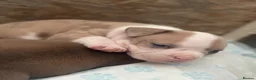American Bully dogs for sale: Pocket bully puppies Merle fawn pied tri - Advert 14