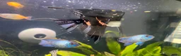 Cichlids fish for sale: Electric Blue Acara’s, Angelfish, Polar Parrots. in Glasgow - Advert 3