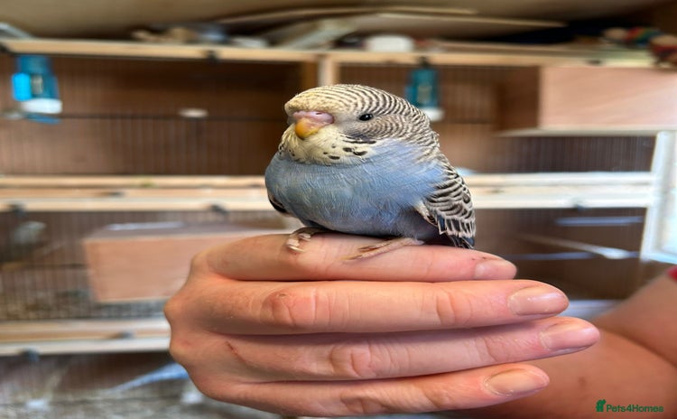 Budgerigars birds - Advert 4
