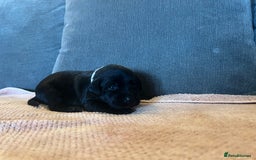 Mixed Breed dogs for sale: 3/4 lab 1/4 collie puppies  in Whitby - Image 24