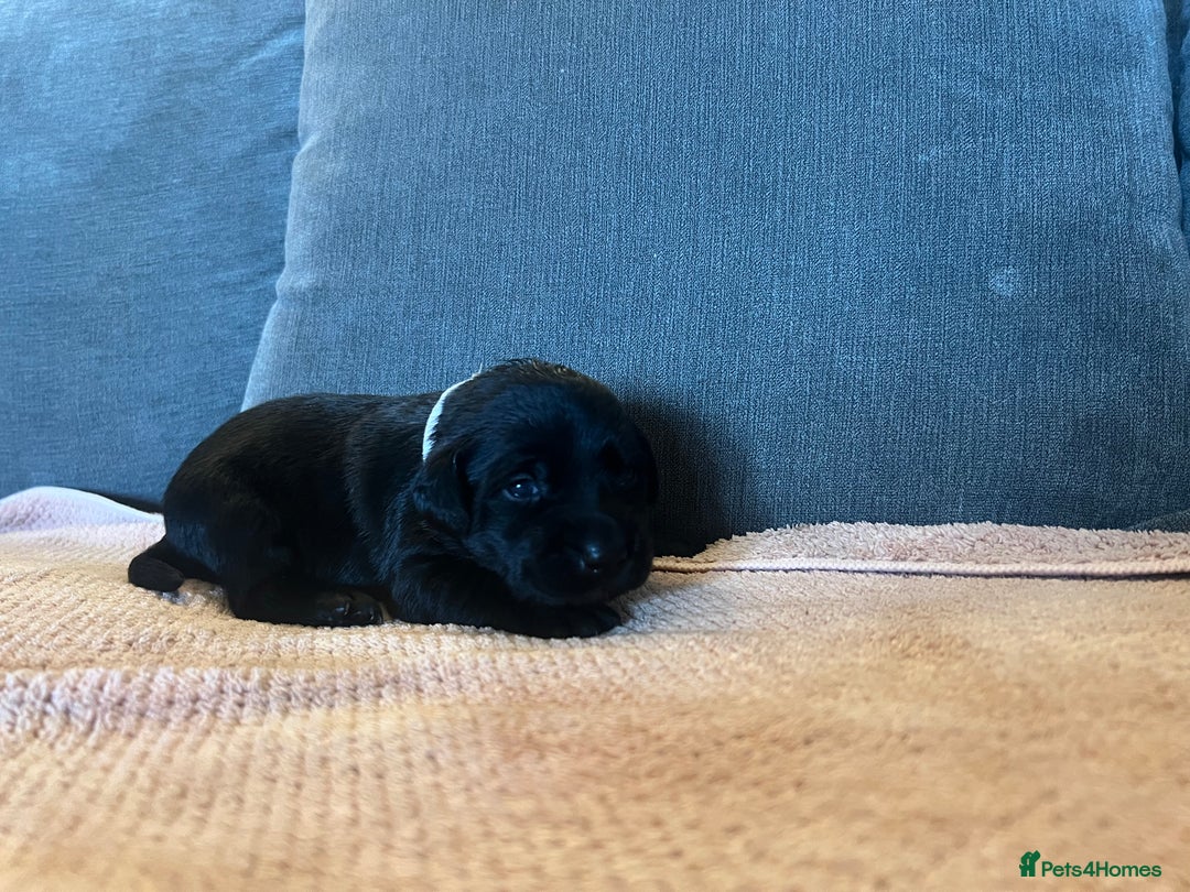 Mixed Breed dogs for sale: 3/4 lab 1/4 collie puppies  in Whitby - Image 24