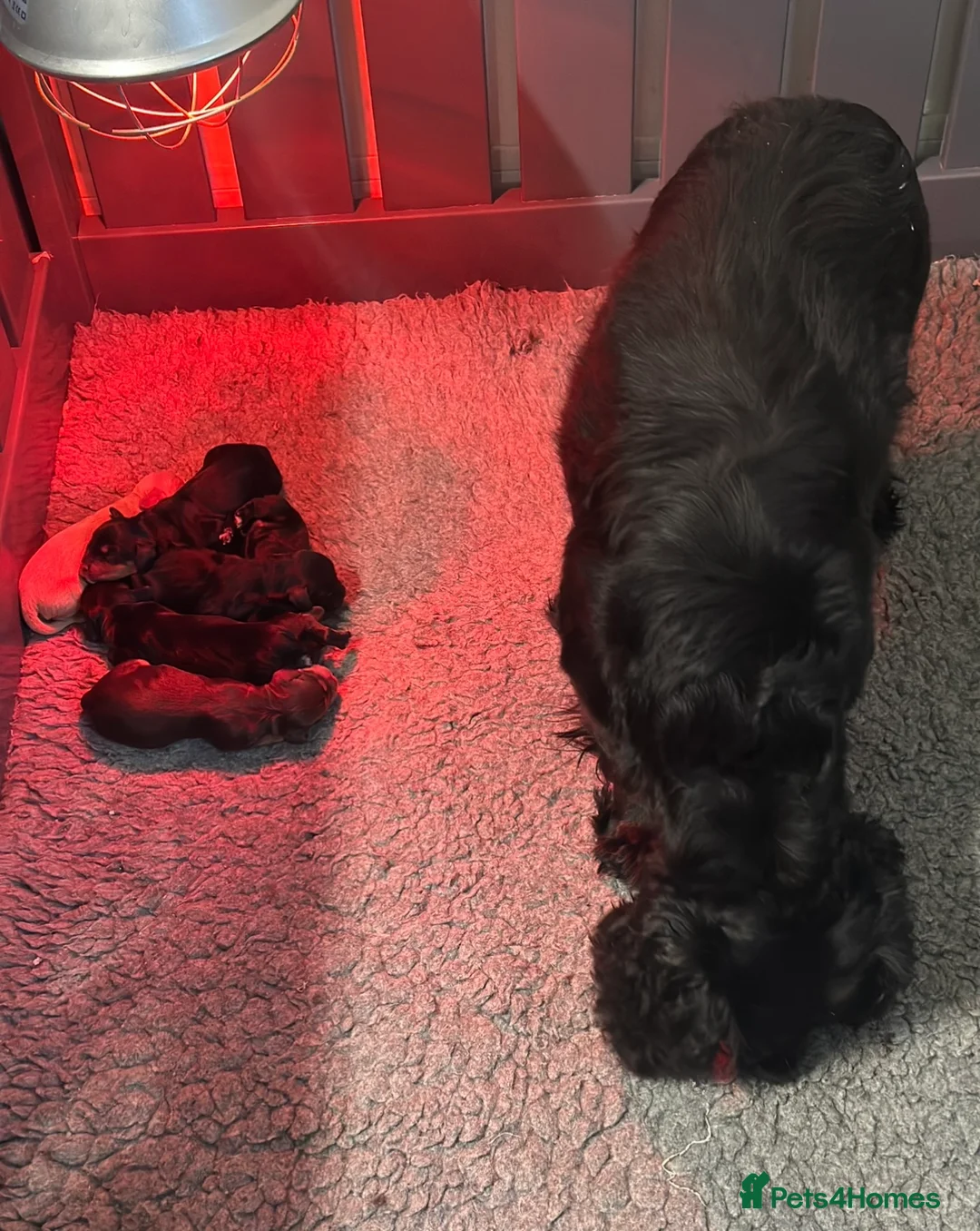 Cocker Spaniel dogs for sale: KC reg working cocker spaniels  - Advert 9