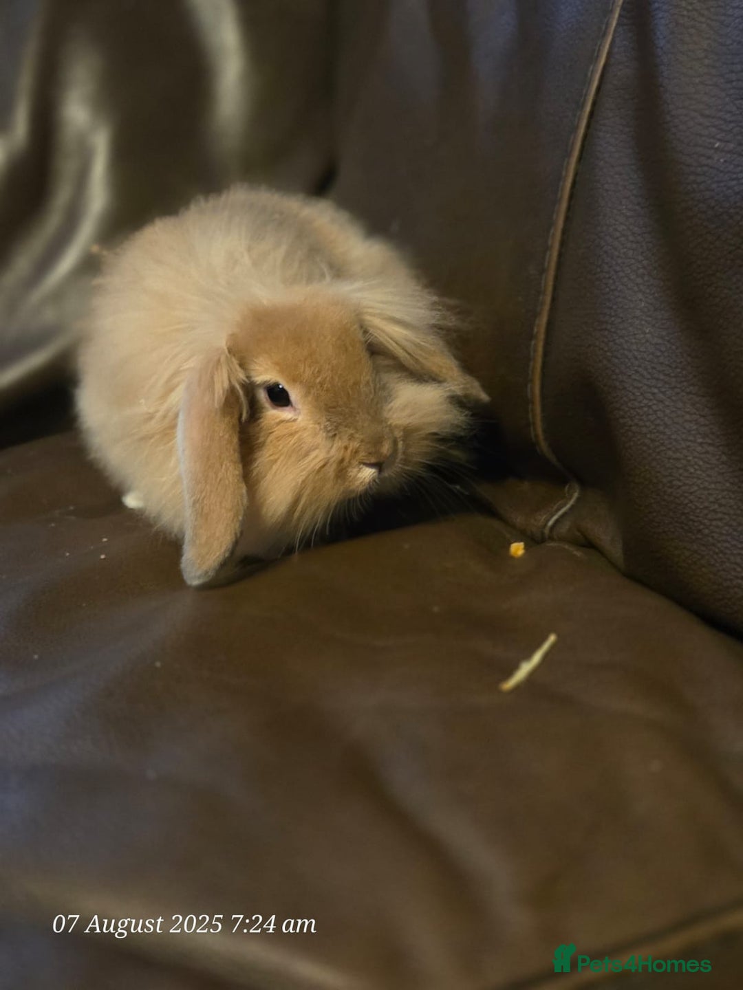 Lionhead rabbits for sale: Beautiful Lion head buck male  - Image 9