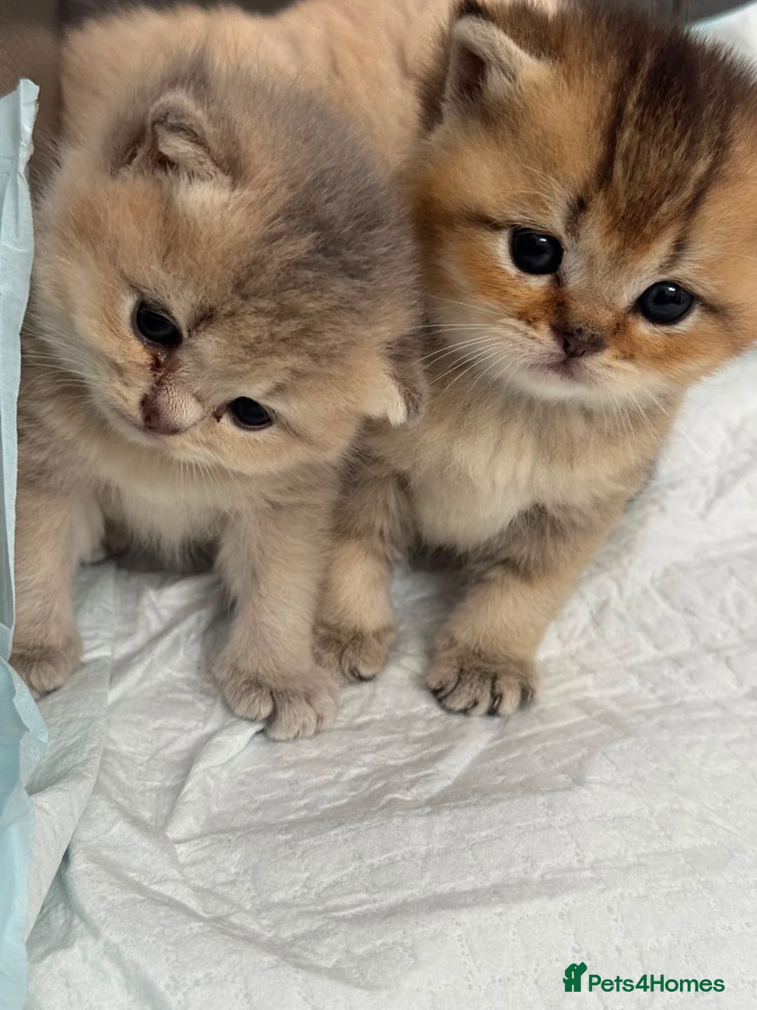 British Shorthair cats for sale: British shorthair kittens for sale in Walsall - Advert 2