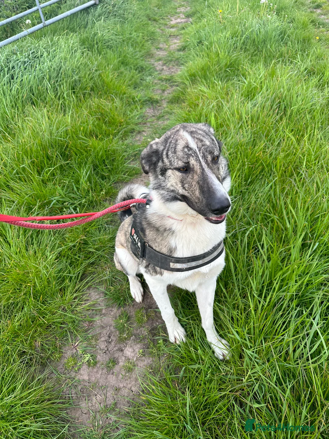 Mixed Breed dogs for adoption: Meet Kane, currently residing in Cheshire  in Nantwich - Advert 22