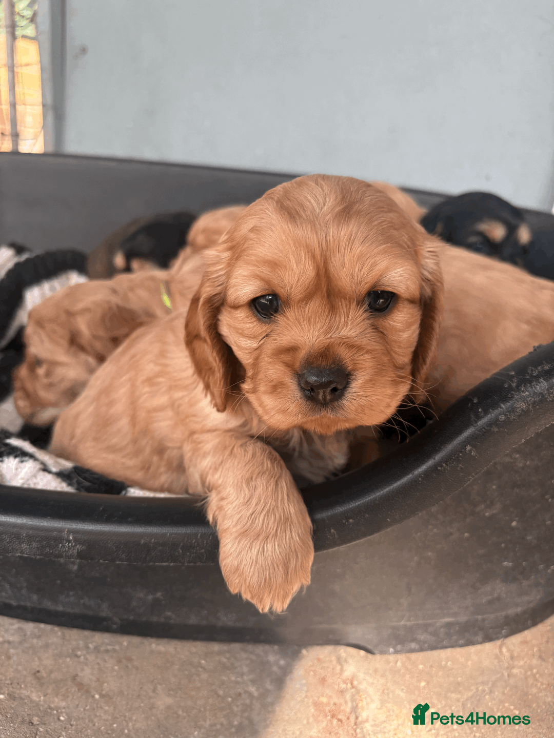 Cockalier dogs for sale: 6 BEAUTIFUL COCKERLIER PUPPIES - Advert 6