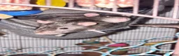 Rat rodents for sale: URGENT rat rehoming - Advert 5