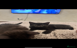Mixed Breed cats for sale: Bonded Pair of Kittens Seeking a Forever Home  - Image 4