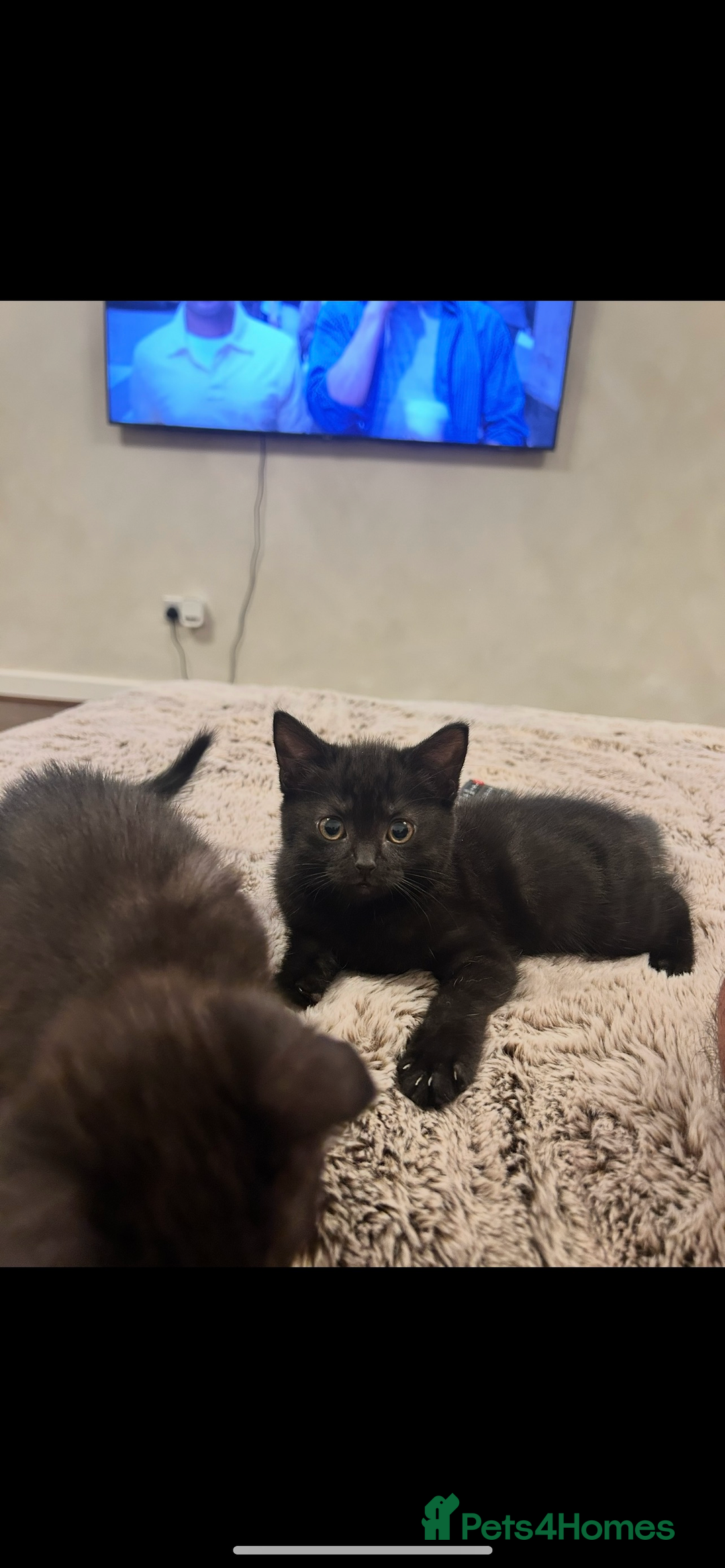 Mixed Breed cats for sale: Bonded Pair of Kittens Seeking a Forever Home  - Image 4