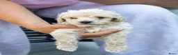 Mini Goldendoodle dogs for sale: Miniature Goldendoodles - Advert 8