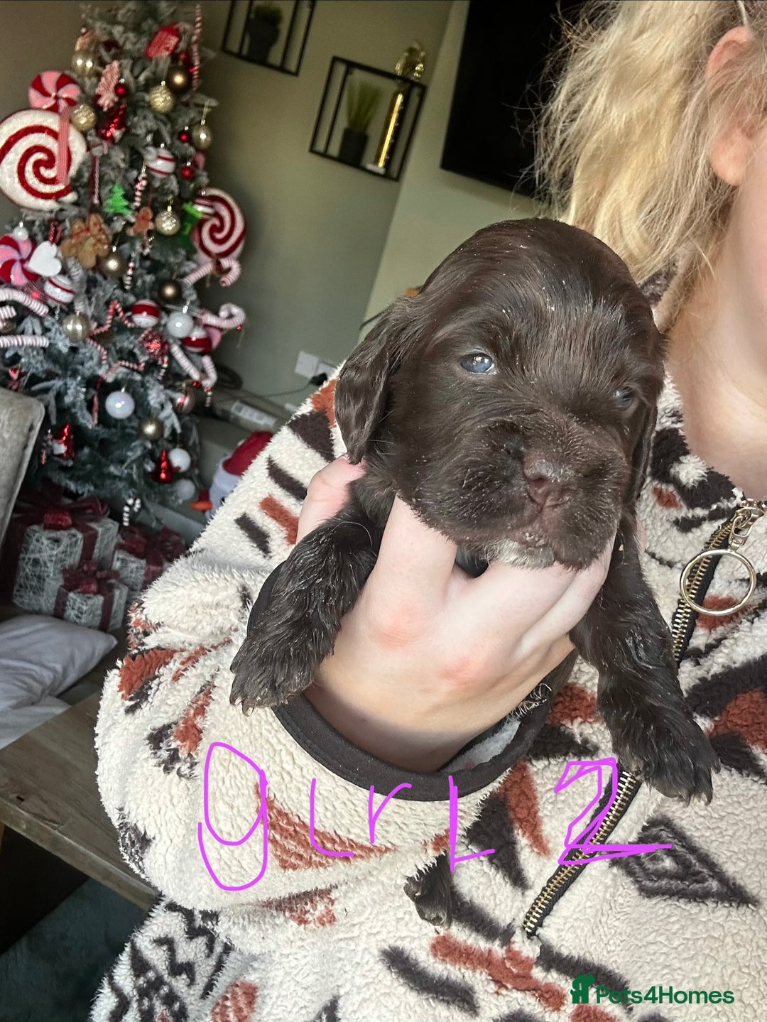Sprocker dogs for sale: ONE BLACK BOY LEFT❤️‍🩹 - Advert 19