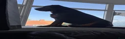 Rottweiler dogs for stud: KC Rottweiler for stud - Advert 7