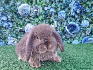 Mini Lop rabbits Mini lop babies ready 18th December - Advert 6