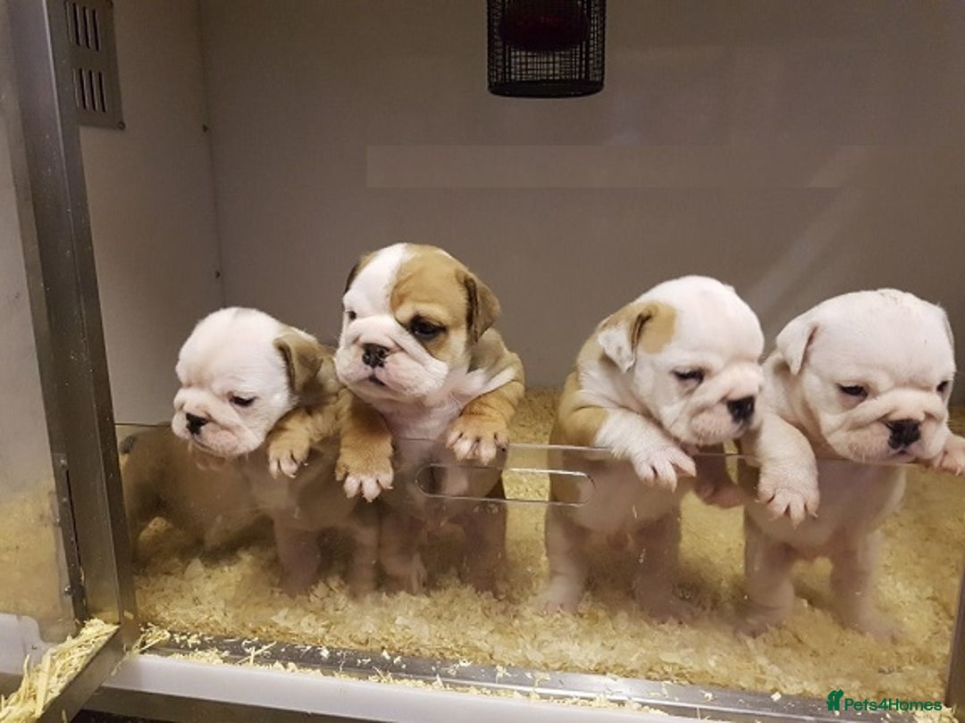 English Bulldog dogs for sale: Beautiful KC reg English Bulldogs - Advert 2
