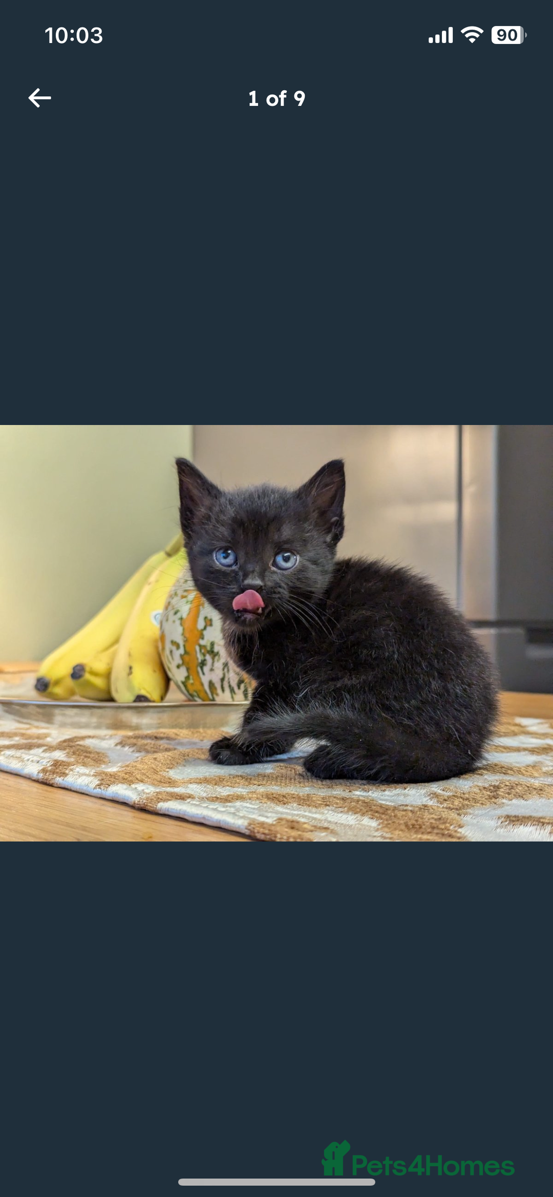 Balinese cats for sale: Cat for sale - Advert 11