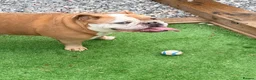English Bulldog dogs for sale: Beautiful Boy looking for his forever home  in Wellingborough - Advert 6