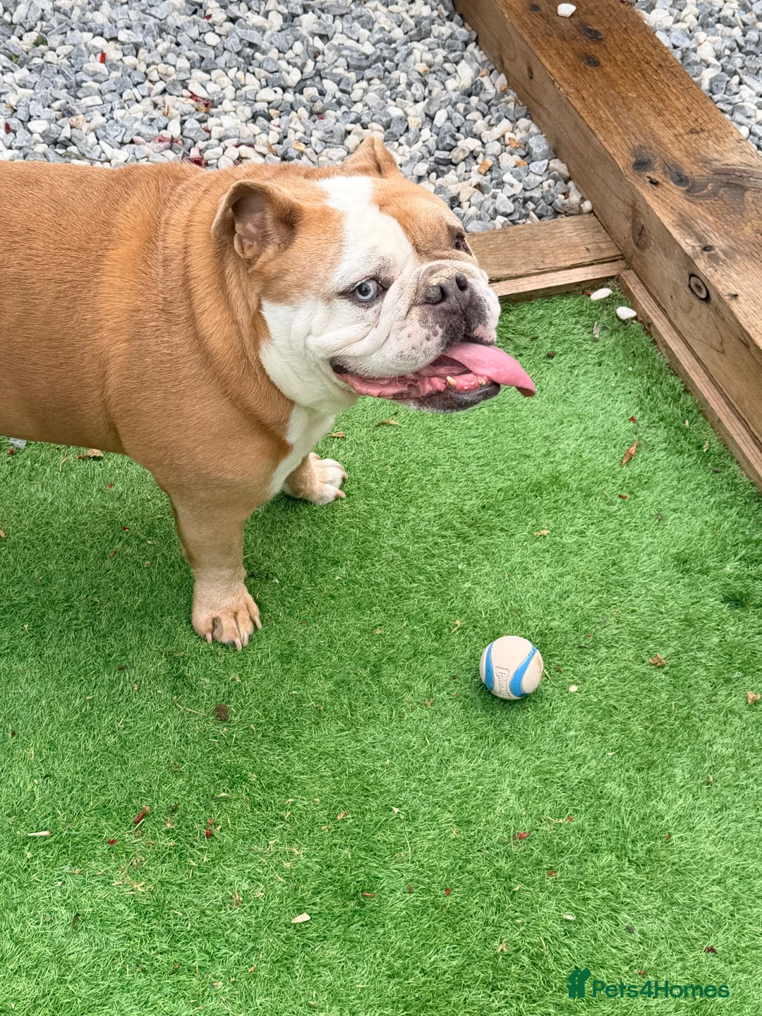 English Bulldog dogs for sale: Beautiful Boy looking for his forever home  in Wellingborough - Advert 6