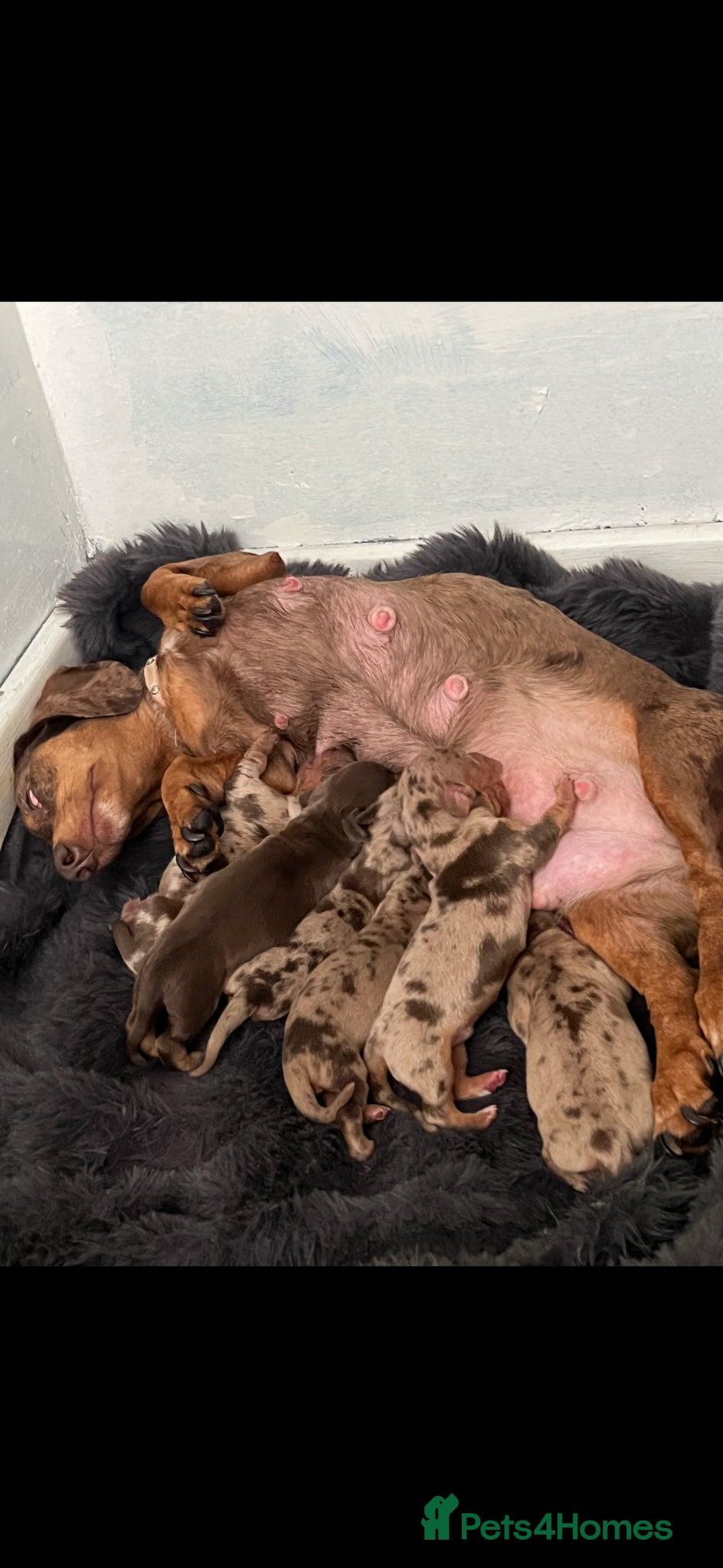 Miniature Dachshund dogs for sale: Mini dachshund puppies  - Advert 3