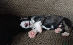 Mixed Breed dogs for sale: Stunning litter of 8 - Image 4