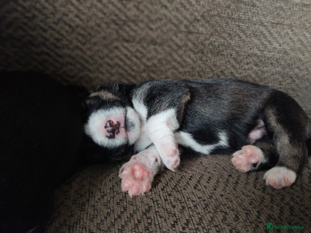 Mixed Breed dogs for sale: Stunning litter of 8 - Image 4