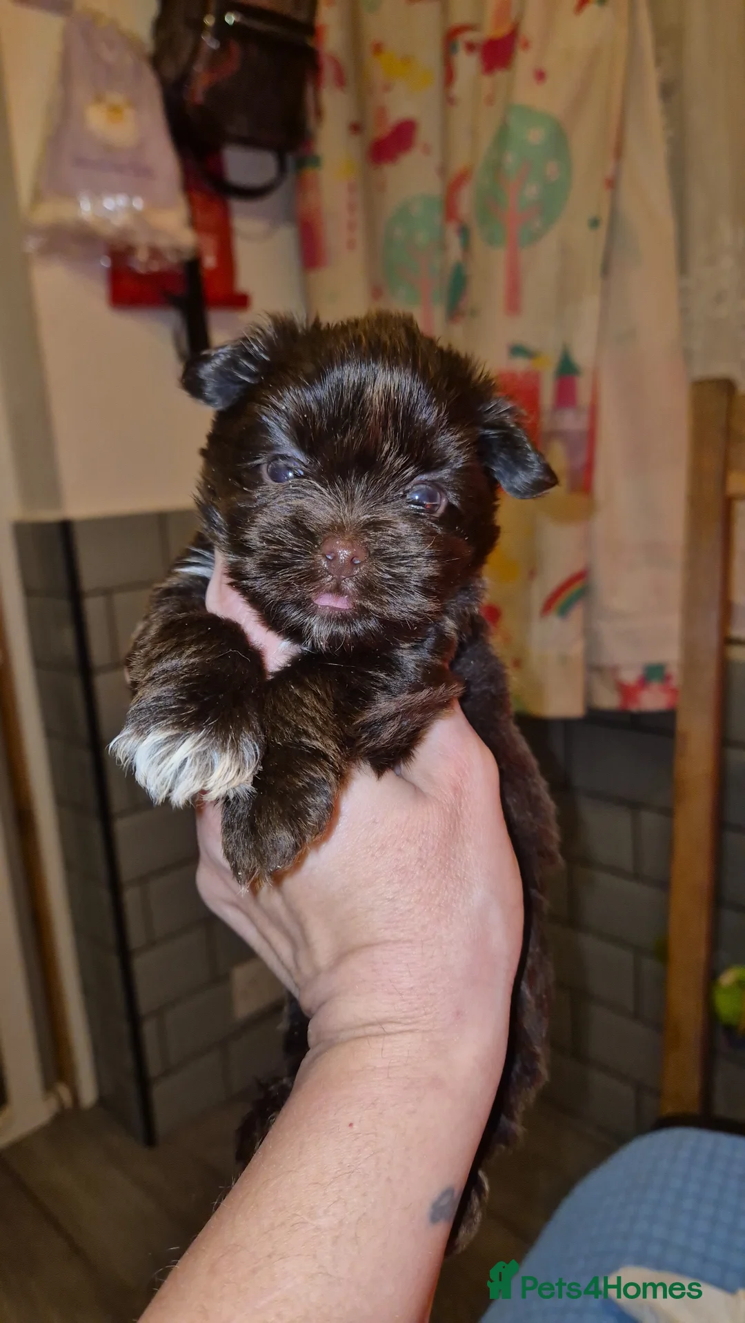 Yorkshire Terrier dogs for sale: REDUCED LAST 2 BOYS  - Advert 21