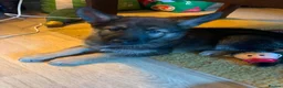 Mixed Breed dogs for sale: 2 female pups left wolfdog x german shepherd h - Advert 10