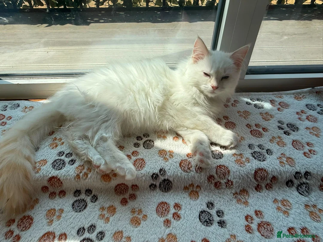 Ragdoll cats for sale: Ragdolls ready for new homes  - Advert 1
