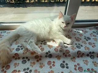 Ragdoll cats Ragdolls kittens ready for new homes - Advert 4