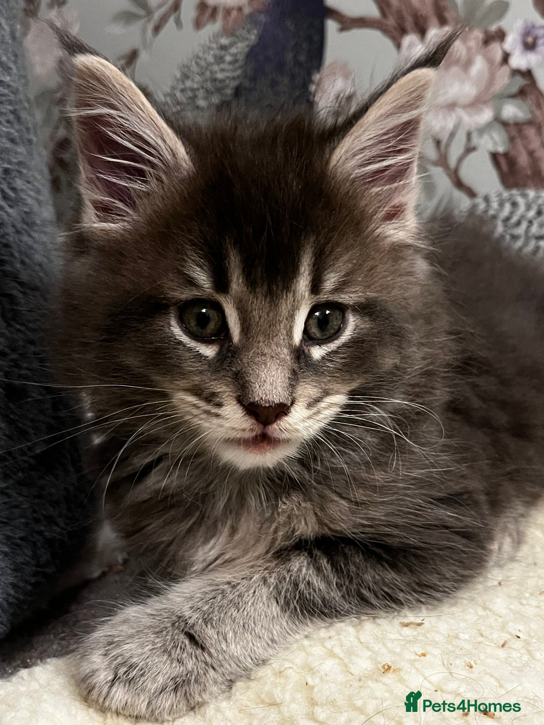 Maine Coon cats for sale:  Pedigree Maine Coon kittens - Advert 2