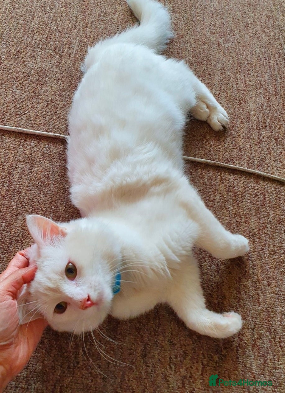 Maine Coon cats Good looking Maine Coon Mix (outdoor cat) - Advert 17