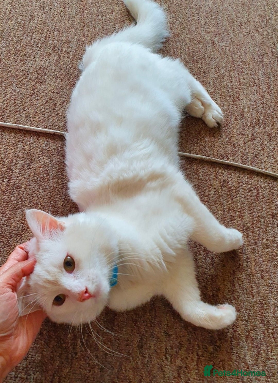 Maine Coon cats for sale: Good looking Maine Coon Mix (outdoor cat) - Advert 1