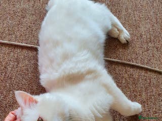 Maine Coon cats Good looking Maine Coon Mix (outdoor cat) - Advert 16