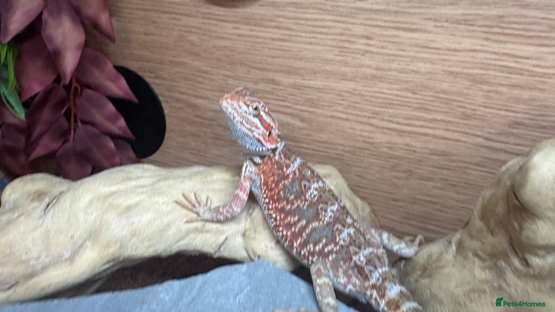 Bearded Dragon reptiles for sale: Juvenile Bearded Dragon PLUS full setup - Image 21