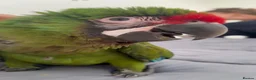 Macaws birds for sale: Silly Tame Male Military Macaw - Advert 2