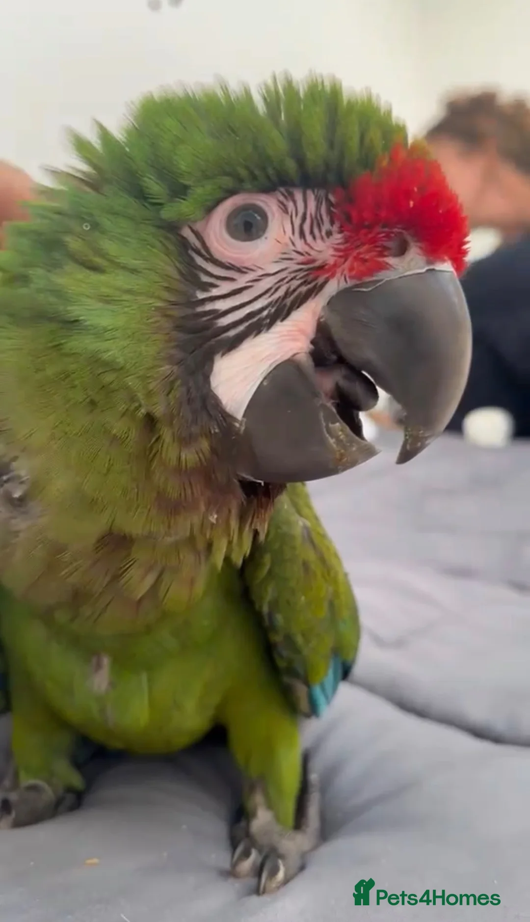 Macaws birds for sale: Silly Tame Male Military Macaw - Advert 2