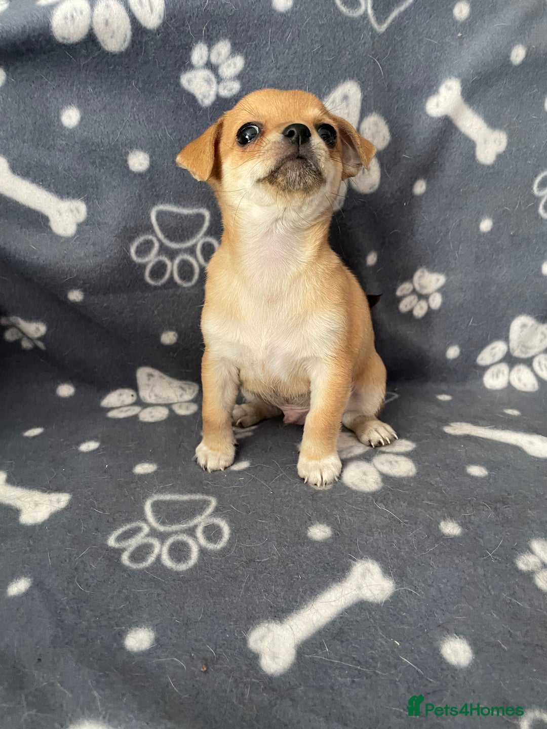 Chihuahua dogs for sale: Chihuahua Puppy 3 - 2 boy, 1 girl  chihuahua  - Image 11