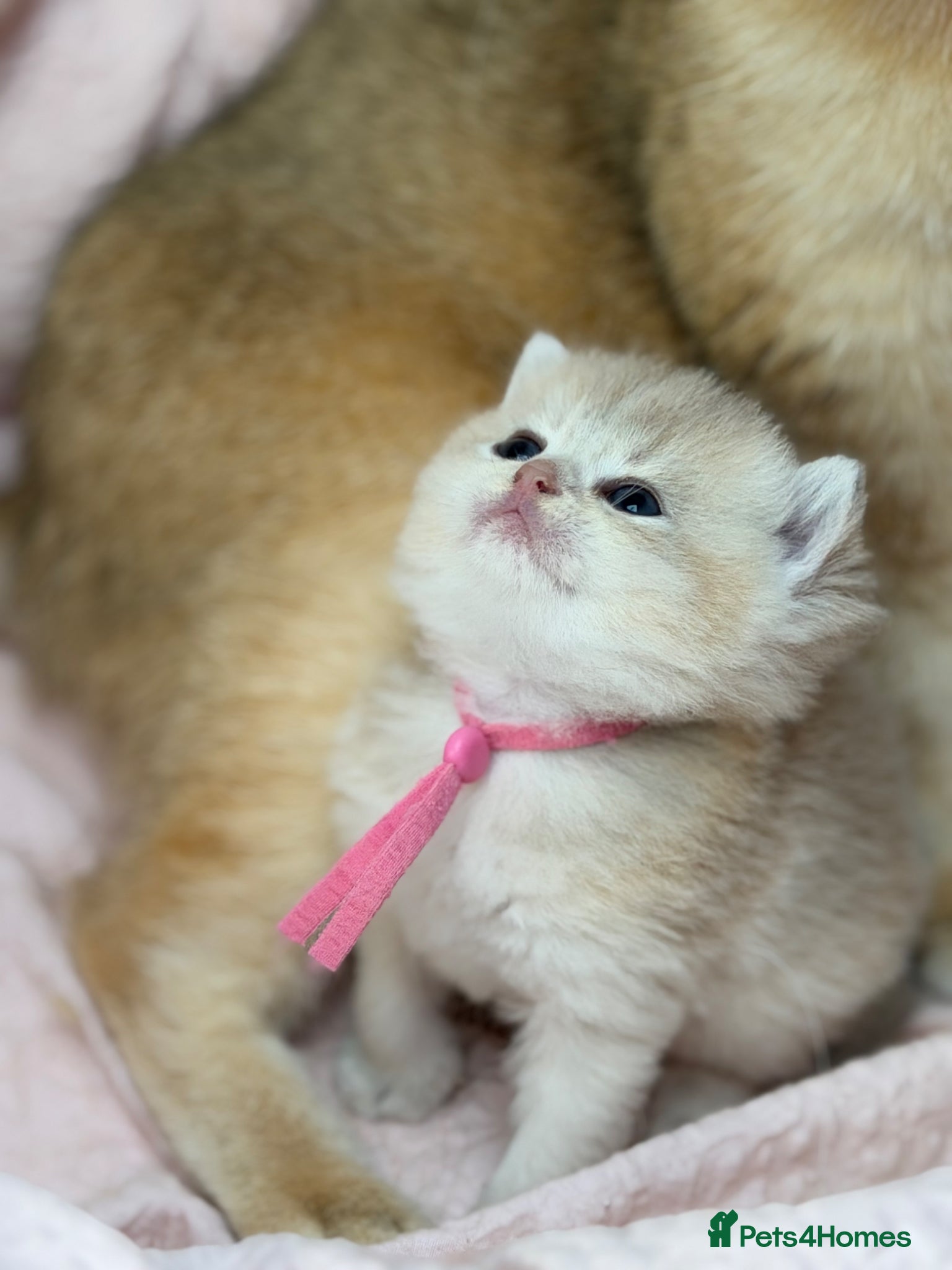 British Shorthair cats British shorthair blue golden kittens GCCF  - Advert 18