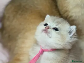 British Shorthair cats British shorthair blue golden kittens GCCF - Advert 2