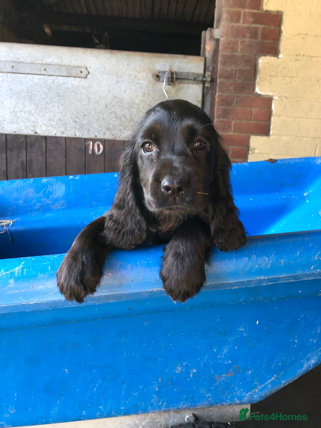 Cocker Spaniel dogs for sale: Cocker spaniel puppies - Image 5